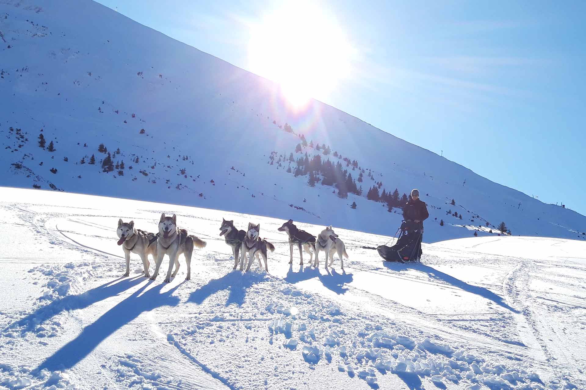 Schlittenhund - © Office de Tourisme de Manigod