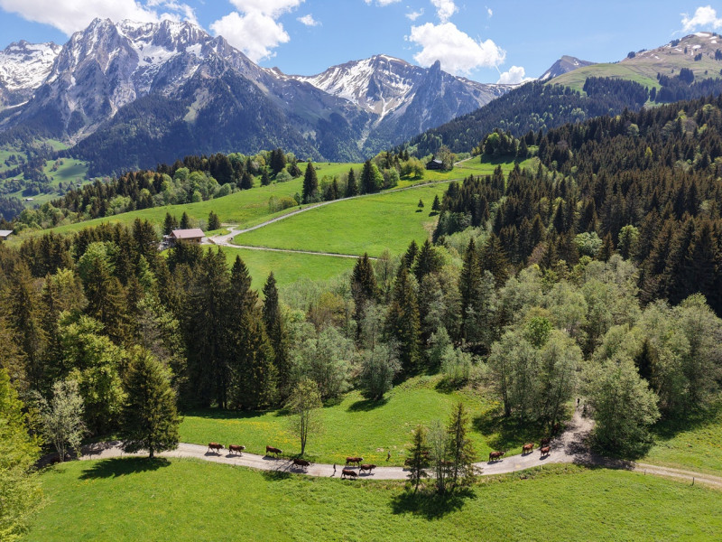 Alpine pastures