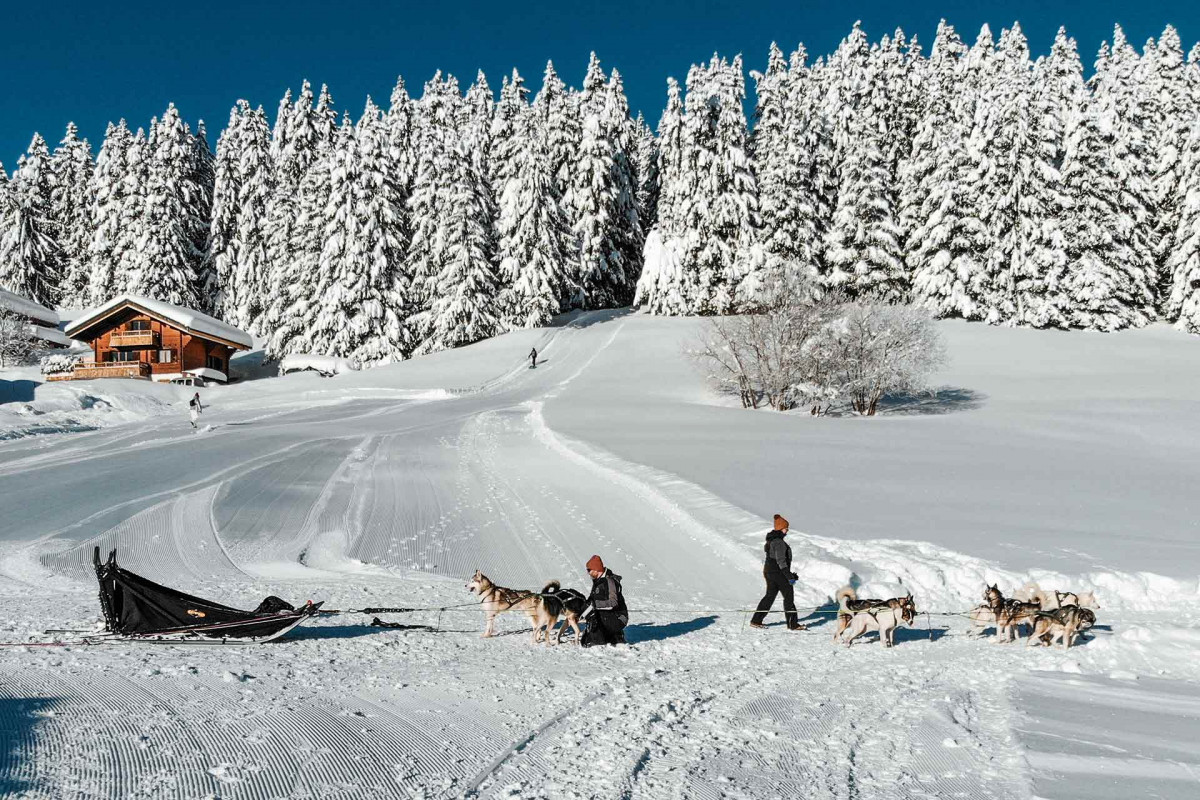 Chien de traineau