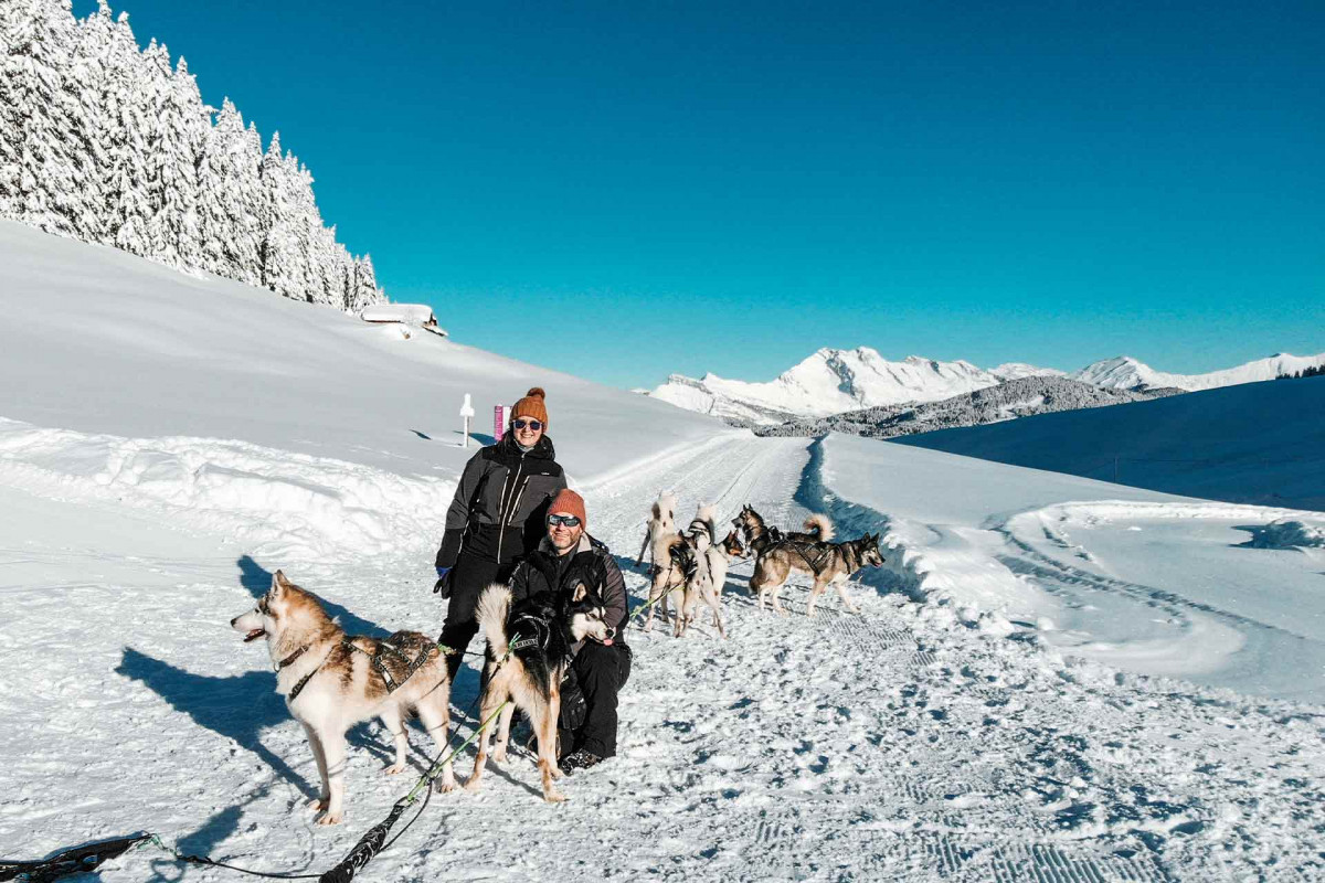 Chien de traineau