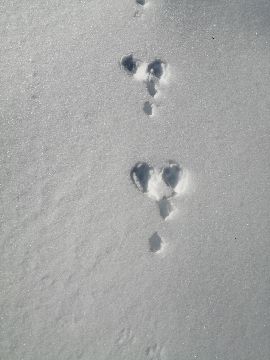 Snowshoe outing - Bureau des guides Thônes Manigod_Manigod