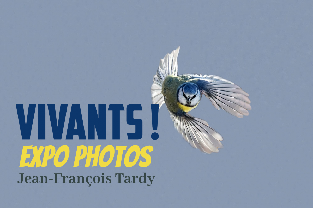 Wildlife photography exhibitions_Manigod