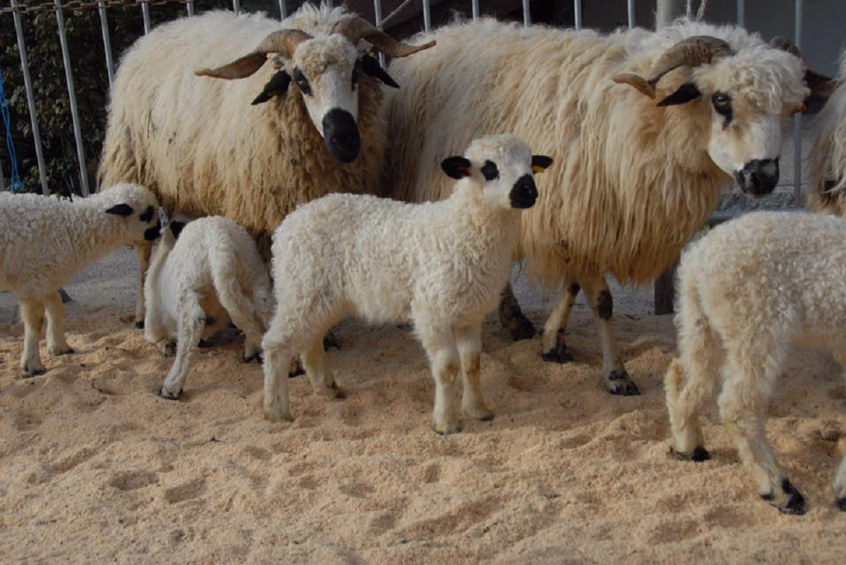 Moutons Foire Cantonale