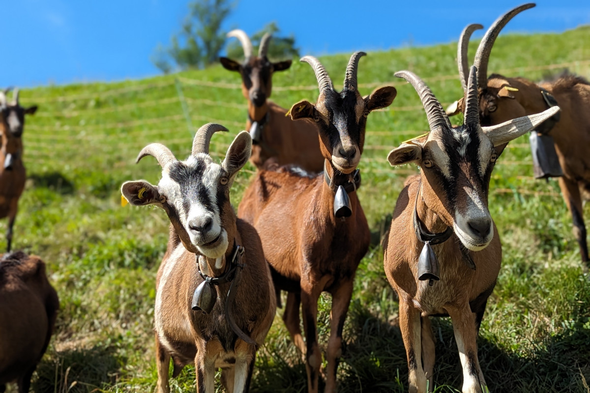 Foire cantonale aux moutons et aux chèvres_Manigod