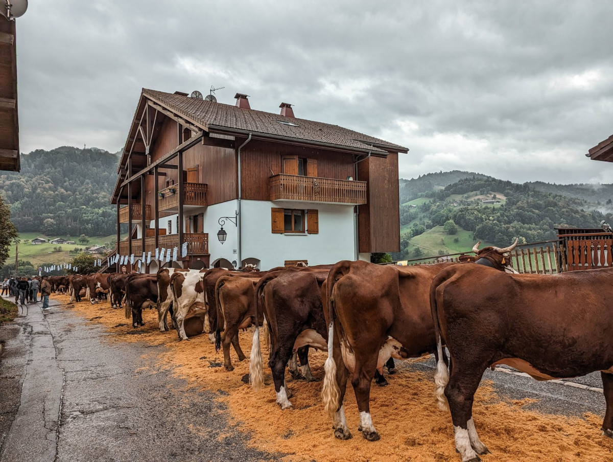 Foire cantonale aux vaches_Manigod - © OT Manigod Foire cantonale aux vaches_Manigod