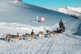 Chien de traineau
