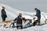 Chien de traineau