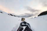Chien de traineau