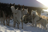 Chien de traineau