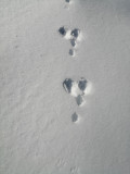 Sortie raquettes à neige - Bureau des guides Thônes Manigod_Manigod