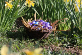 Chasse aux œufs