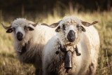 Moutons
