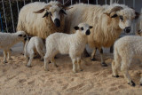 Moutons Foire Cantonale