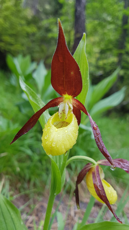 Randonnées avec Cathy