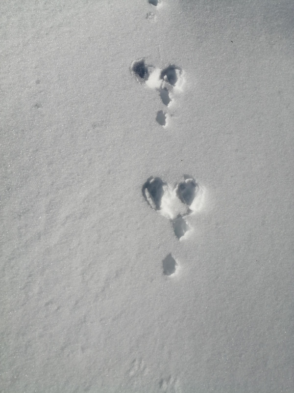 Snowshoe outing - Bureau des guides Thônes Manigod_Manigod