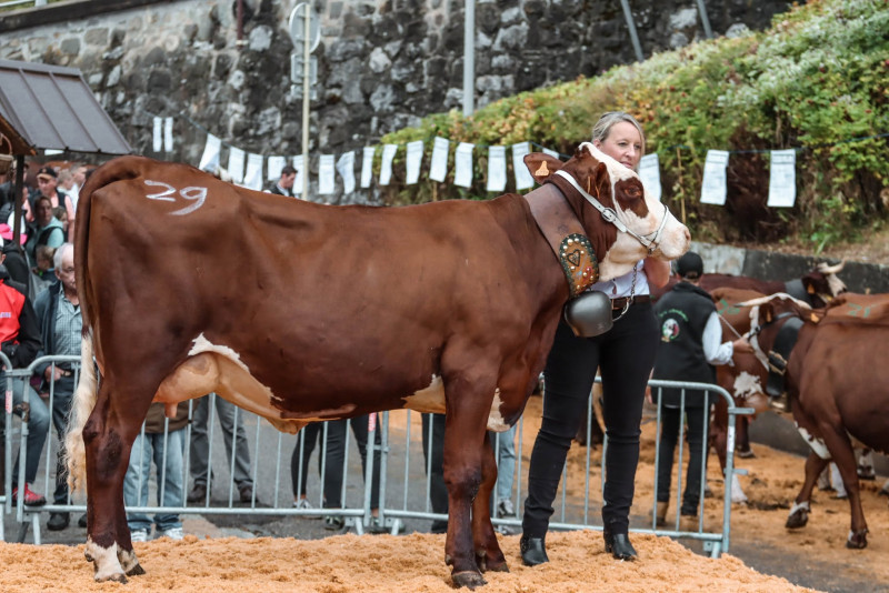 Foire cantonale aux vaches_Manigod - © OT Manigod Foire cantonale aux vaches_Manigod