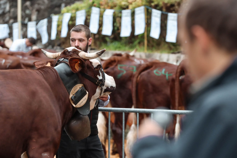 Foire cantonale aux vaches_Manigod - © OT Manigod Foire cantonale aux vaches_Manigod