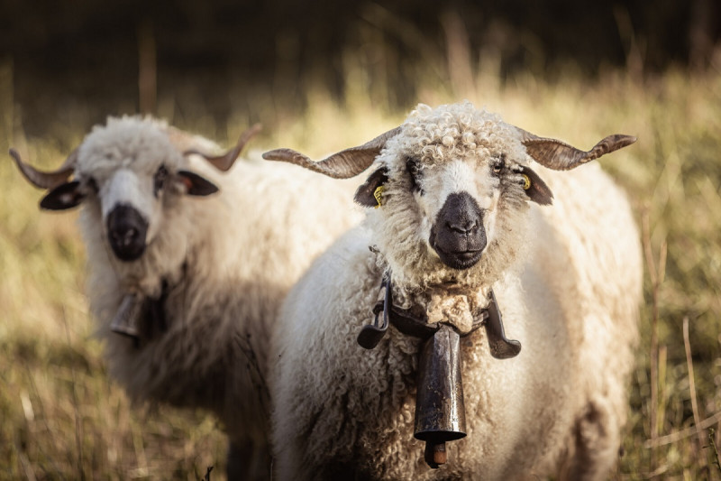 Moutons